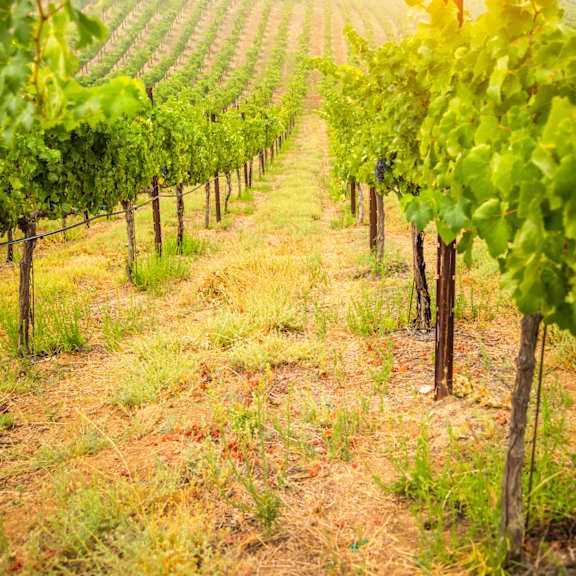 A vineyard with rows of grapevines.