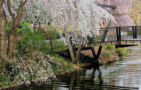 A bridge over a river with a flowering tree in the background.