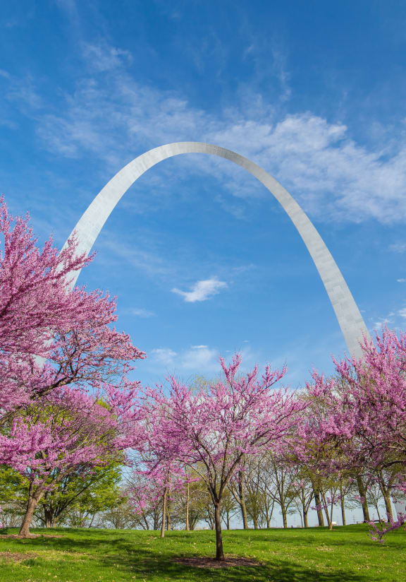 a view of the st louis gateway arch with pink trees in front of it