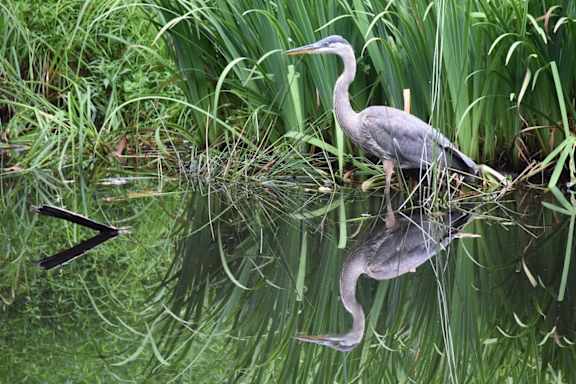 A grey heron standing in the water with its reflection visible.