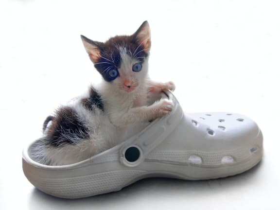 Kitty in Sandal at The Residence at Christopher Wren in Columbus 43230