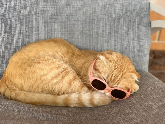 cat wearing sun glasses