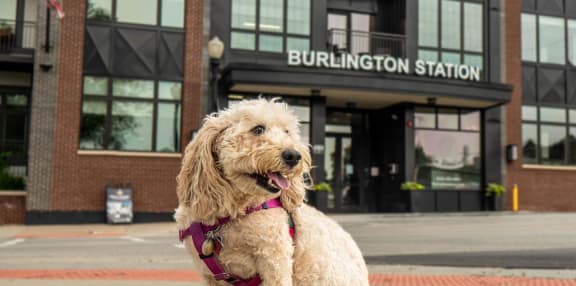 a dog sitting on a leash in front of a building