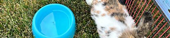 A cat is eating out of a blue bowl.
