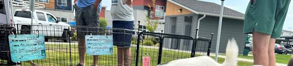 Two pigs in a pen with people standing behind a fence.