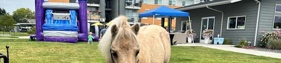 A horse is standing in the grass.