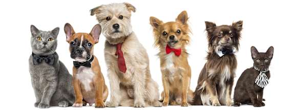 A group of seven pets, including a cat and six dogs, are sitting in a row.