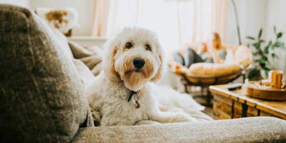 A white dog with a black collar is sitting on a grey couch.