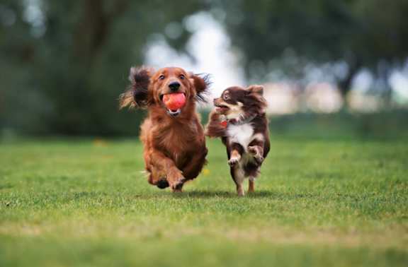 Two dogs running in a grassy field.