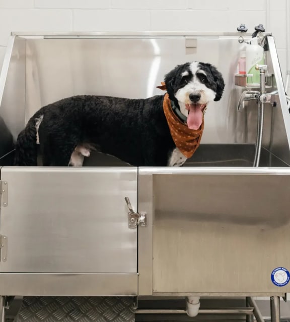 a dog in a bathtub with a bandana around its neck
