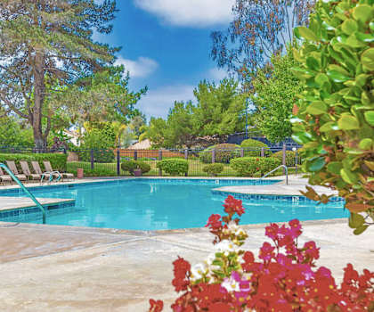A pool surrounded by trees and plants.