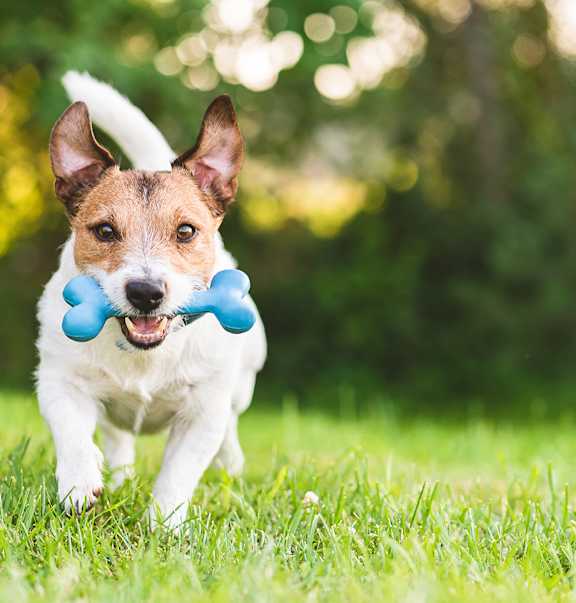A dog is running with a blue ball in its mouth.
