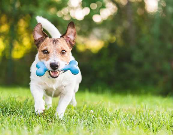 A dog is running with a blue ball in its mouth.