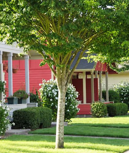 A tree in front of a red house.