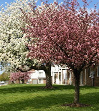 A row of houses with a green lawn in front at Waterstone Place Apartments, Indianapolis, IN, 46229.