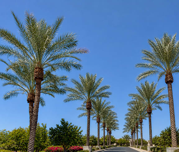 A pathway with a row of palm trees on either side.