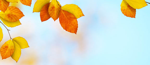 Autumn leaves