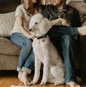 A couple sitting on a couch with a white dog and a cat.