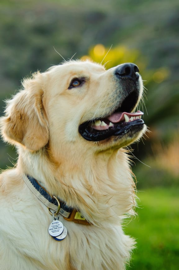 a golden retriever dog looking up at the sky