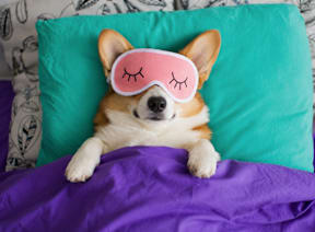 A corgi dog is sleeping with pink eye masks on.