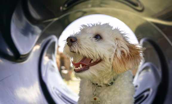 A small white dog with a red collar is sitting in a shiny, metallic structure.