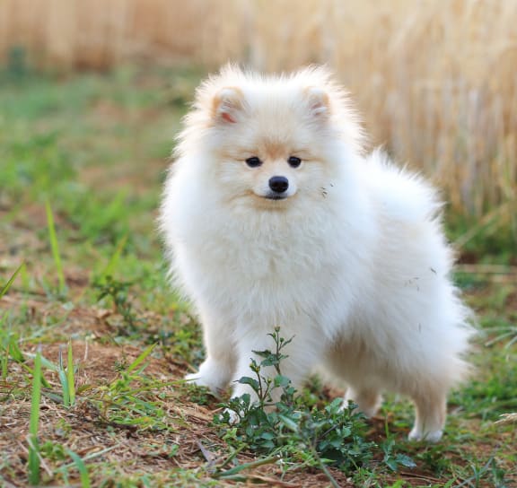 Small white dog standing in the grass at Rush River Apartments, California