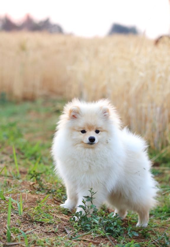 a small white dog standing in the grass at Vineyard Terrace Apartments, Napa, CA