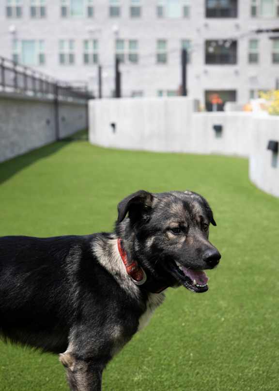 A black dog with a red collar is standing on a green surface.