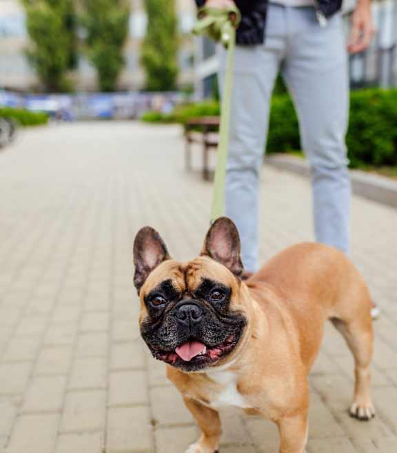bulldog walking with owner at Iris Luxury Apartments, Memphis, TN 38105