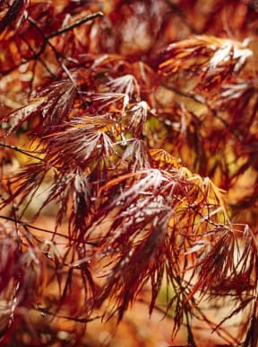 a close up of a tree with red leaves