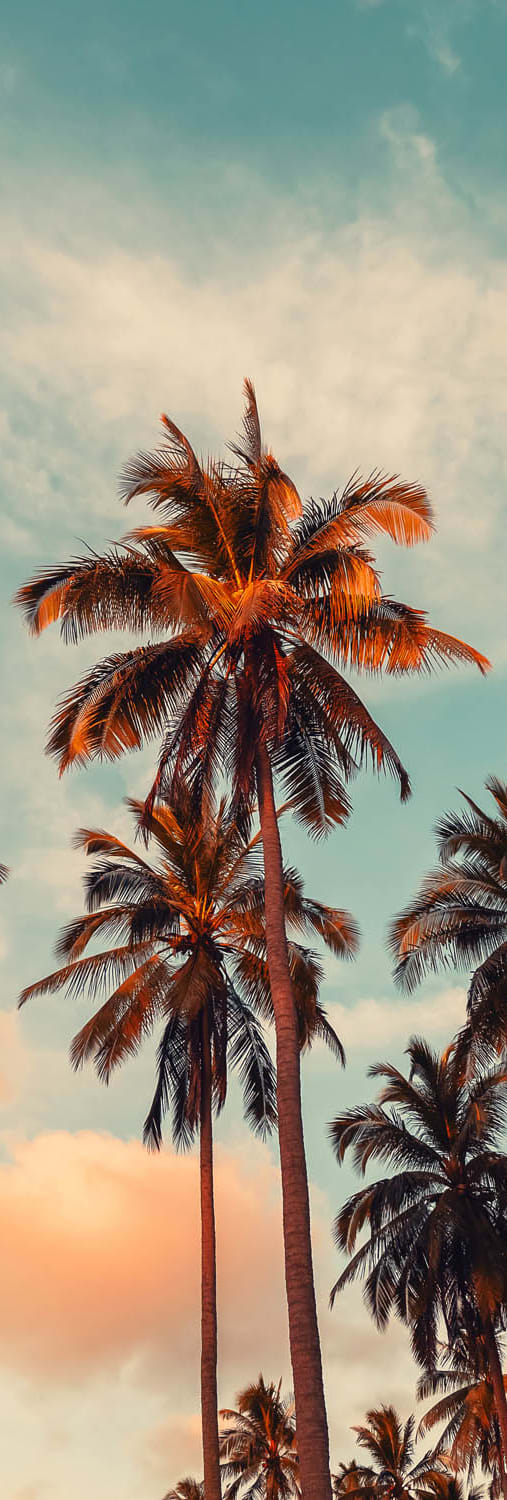 view of the sky and palm trees  at Casa De Oro Apartments, Torrance