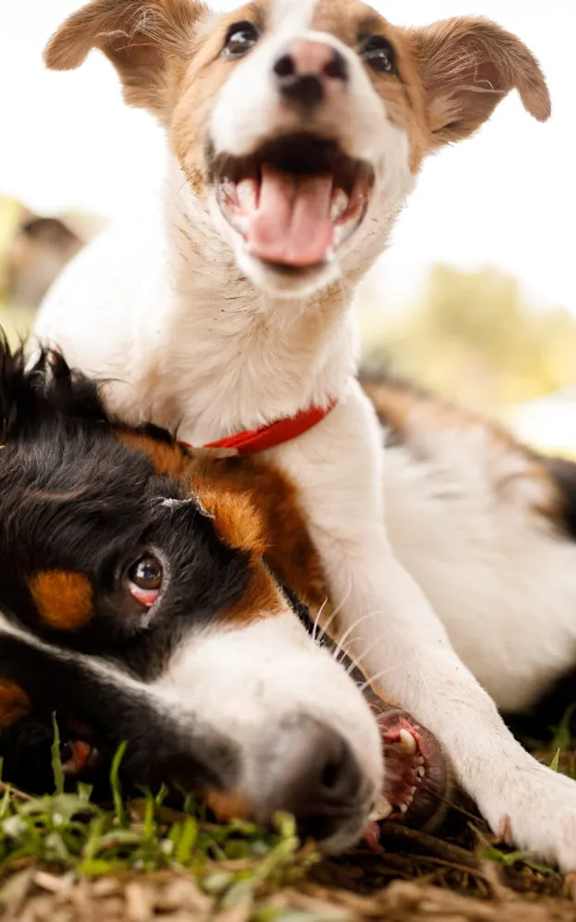 Two dogs playing with each other in the grass.at Florentine Villas, Midvale, UT 84047
