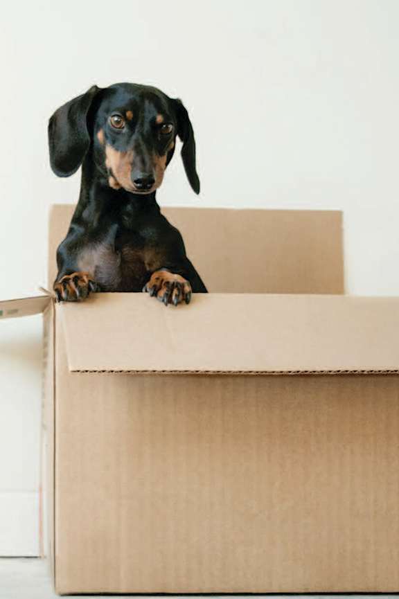 A black and tan dachshund is sitting in a cardboard box.