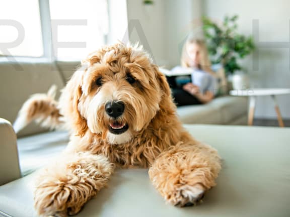 a dog sitting on a table with a girl on a couch