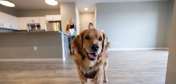 A dog is standing in a kitchen with a woman in the background.