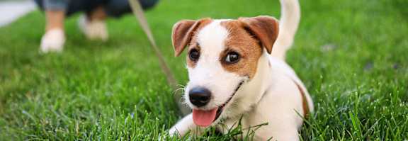 A small brown and white dog is sitting in the grass.