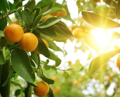 Oranges hanging from a tree with sunlight shining through the leaves.