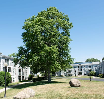 a large tree in front of an apartment complex