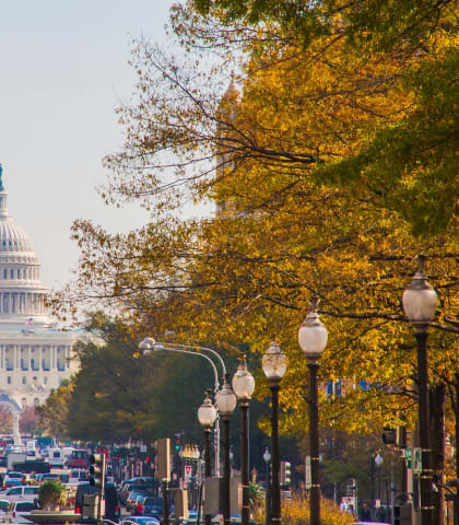 a tree lined street with the us capitol building in the background