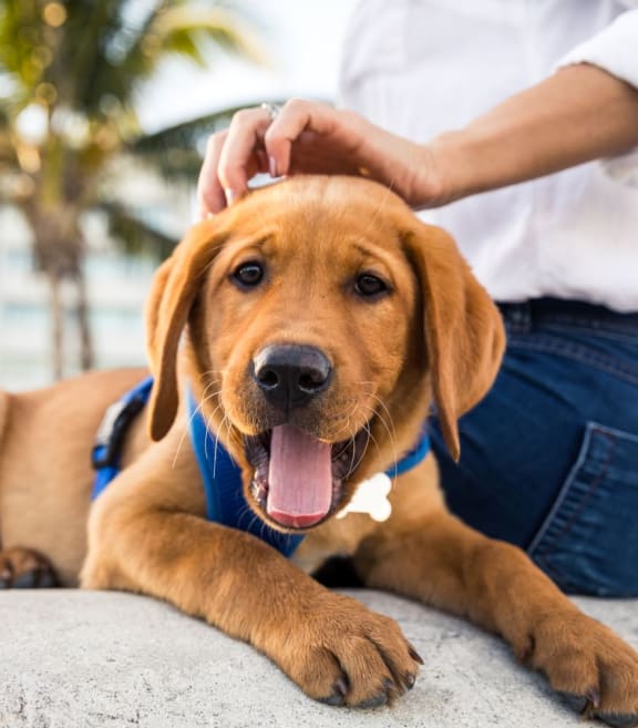 Pet friendly at The Beck at Hidden River, Tampa