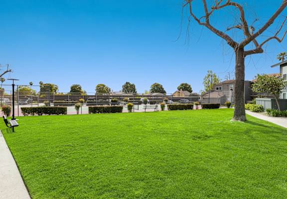 A large grassy area with a tree and benches.