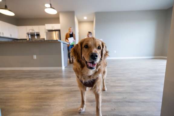 A dog is standing in a kitchen with a woman in the background.