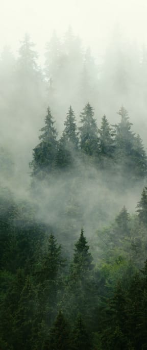 a foggy forest in the pacific northwest