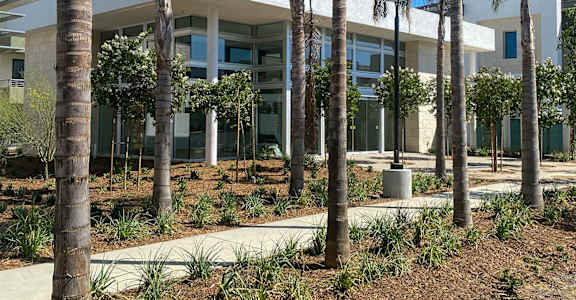 A modern building with a white facade is surrounded by tall palm trees.