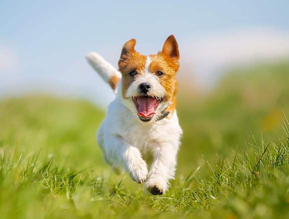 dog-running-in-park at The Landing at Hub City, Plymouth Wisconsin