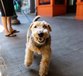 A small brown dog is running on a leash.