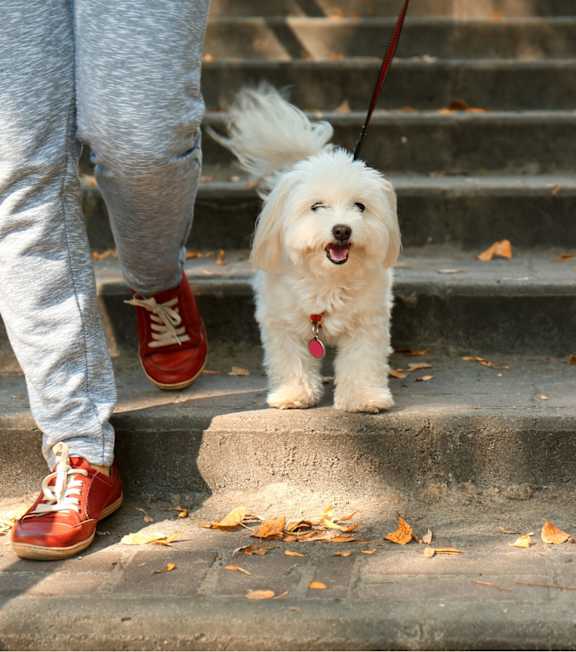 A small white dog with a red collar is on a leash.