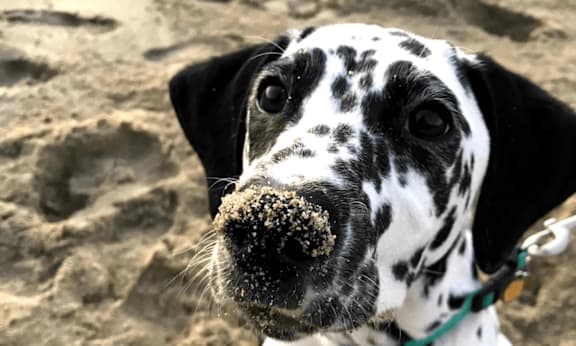A Dalmatian dog with a black nose is holding a sand ball in its mouth.