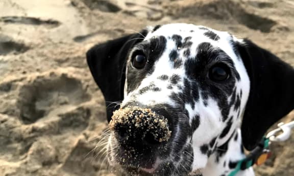 Dog