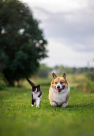 dog and cat running in a field at Bellary Flats, Summerville, SC 29486